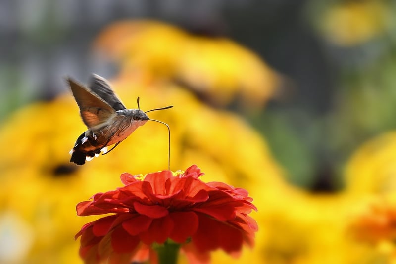 Beneficial Insect