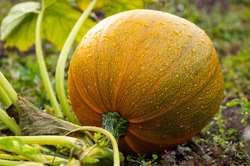 Vegetable Garden
